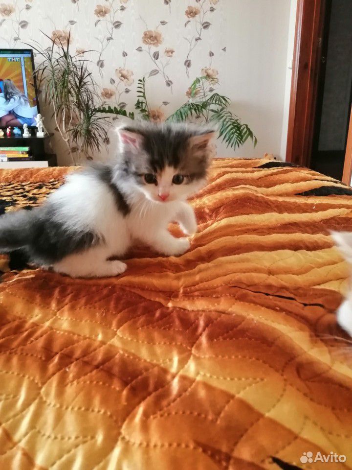 Милые котята которые принесут счастье в ваш дом купить на Зозу.ру - фотография № 1