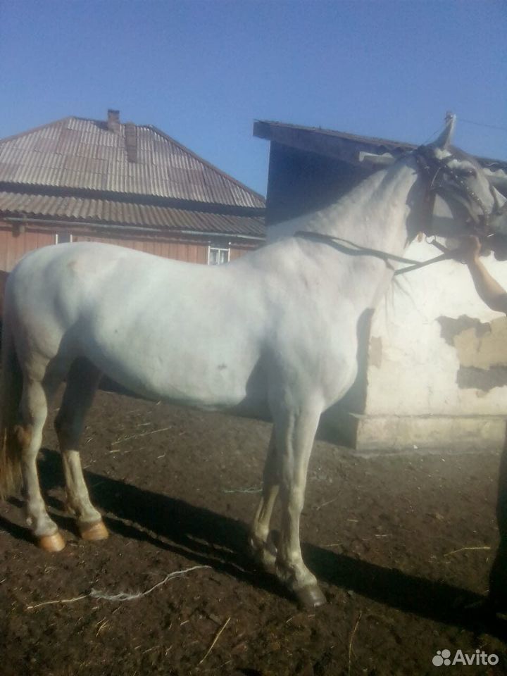Продажа лошадей купить на Зозу.ру - фотография № 1