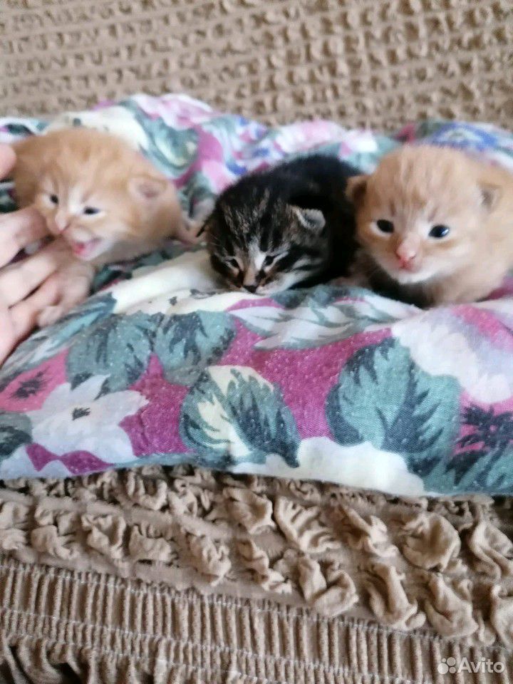 Милые котятки купить на Зозу.ру - фотография № 1