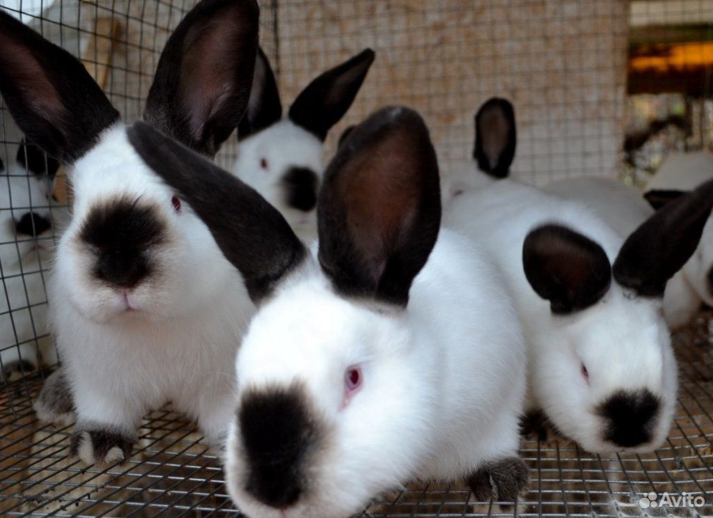 Кролики Калифорнийцы купить на Зозу.ру - фотография № 1