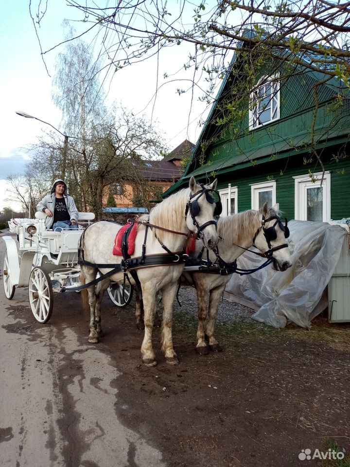 Продам пару лошадей, фаэтон и упряжь купить на Зозу.ру - фотография № 1