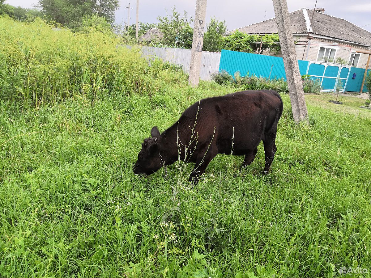 Авито телочка. Джерси корова. Корова метис джерси. Blue Latvian Cow. Помесь с джерси.