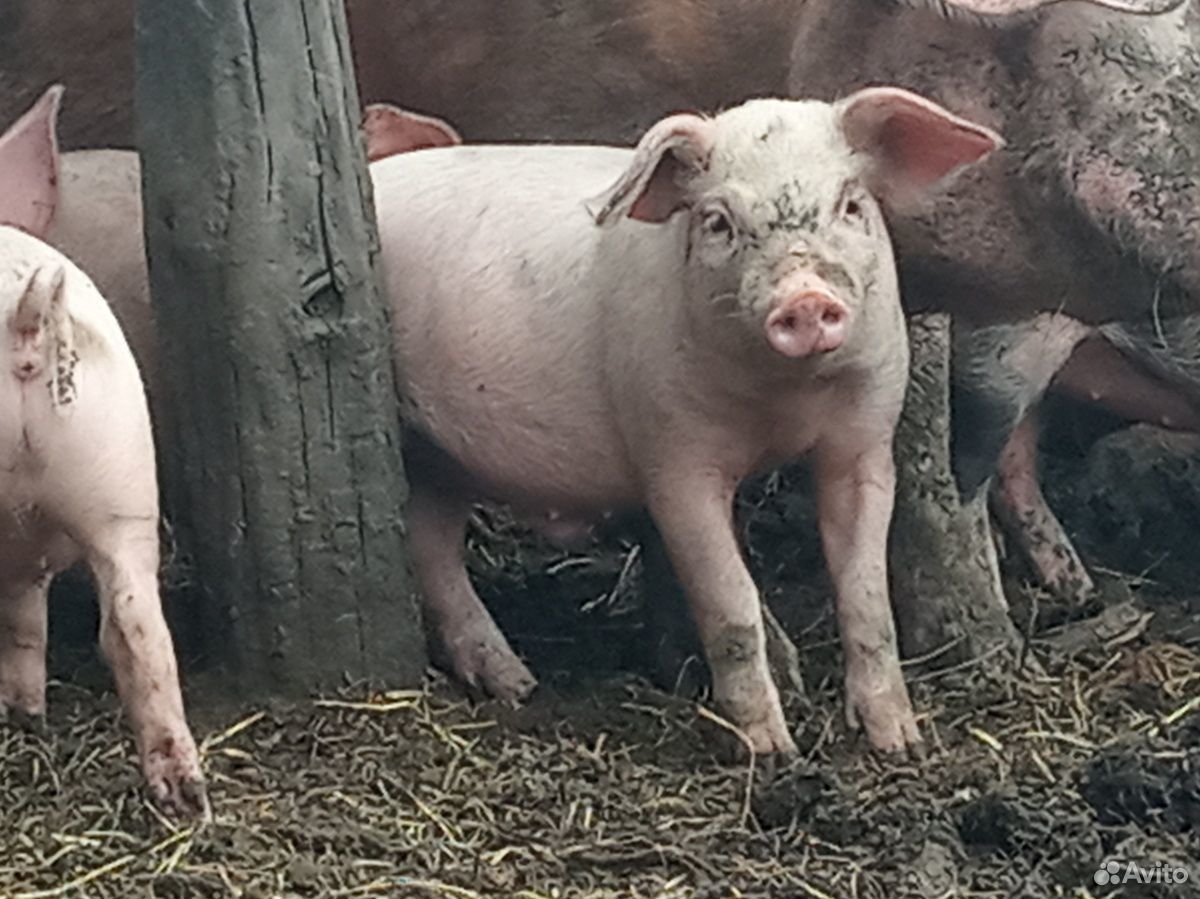 Поросенок ландрас, свиньи на мясо купить на Зозу.ру - фотография № 1