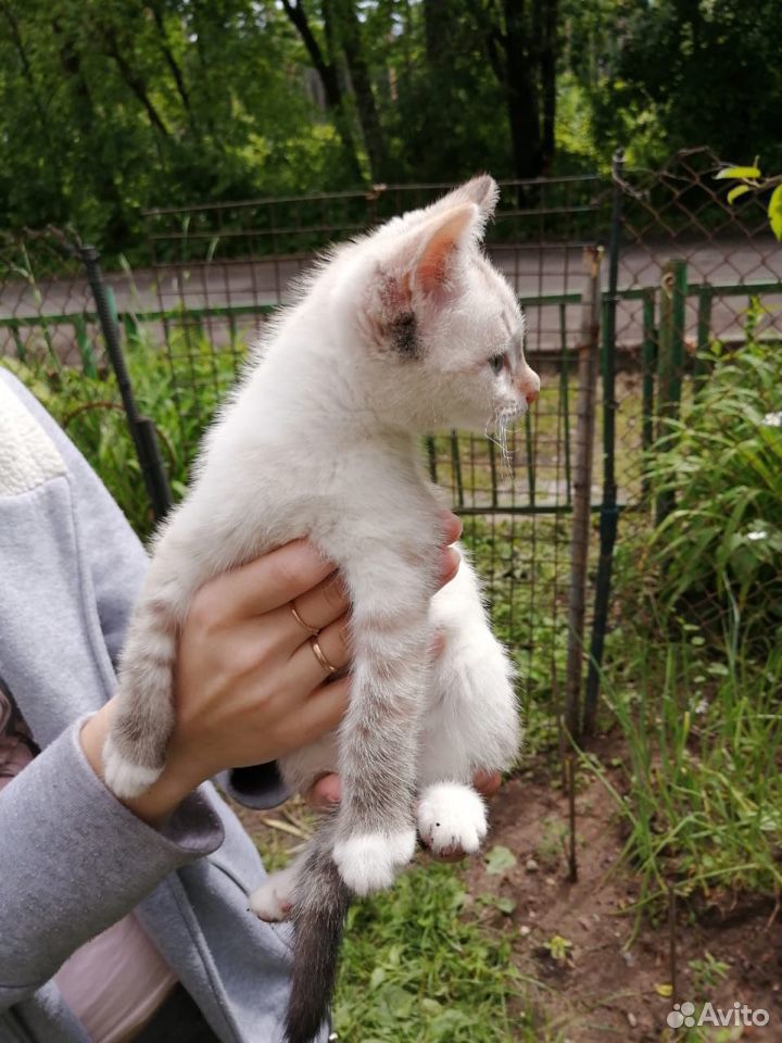 Кошка беленькая 2-3 месяца купить на Зозу.ру - фотография № 2