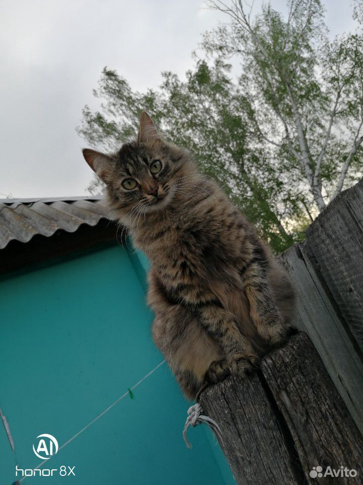 Кошка купить на Зозу.ру - фотография № 10