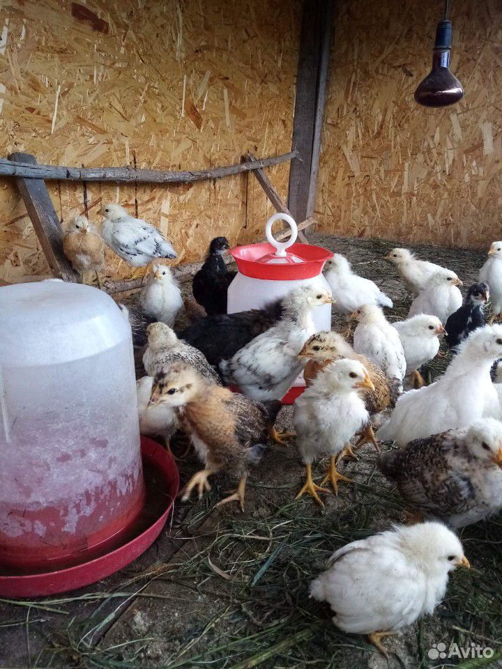 Цыплята от несушек купить на Зозу.ру - фотография № 4