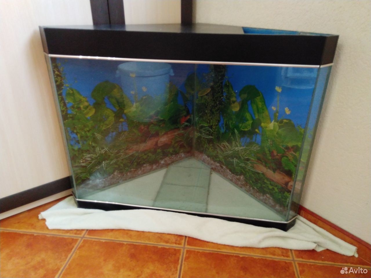 Продается угловой аквариум купить на Зозу.ру - фотография № 1