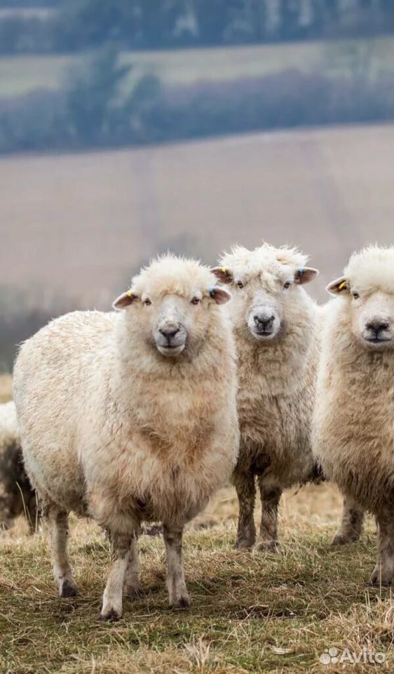 Баран овца купить на Зозу.ру - фотография № 1