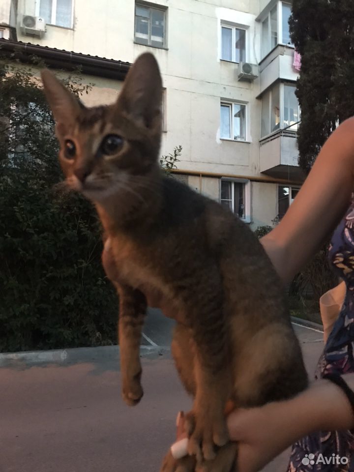 Найден котенок купить на Зозу.ру - фотография № 2