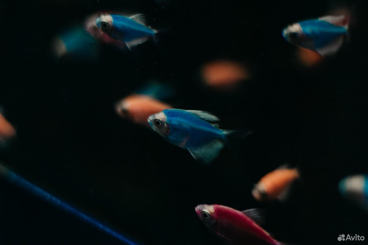 Шикарные аквариумные рыбки более 100 видов купить на Зозу.ру - фотография № 1