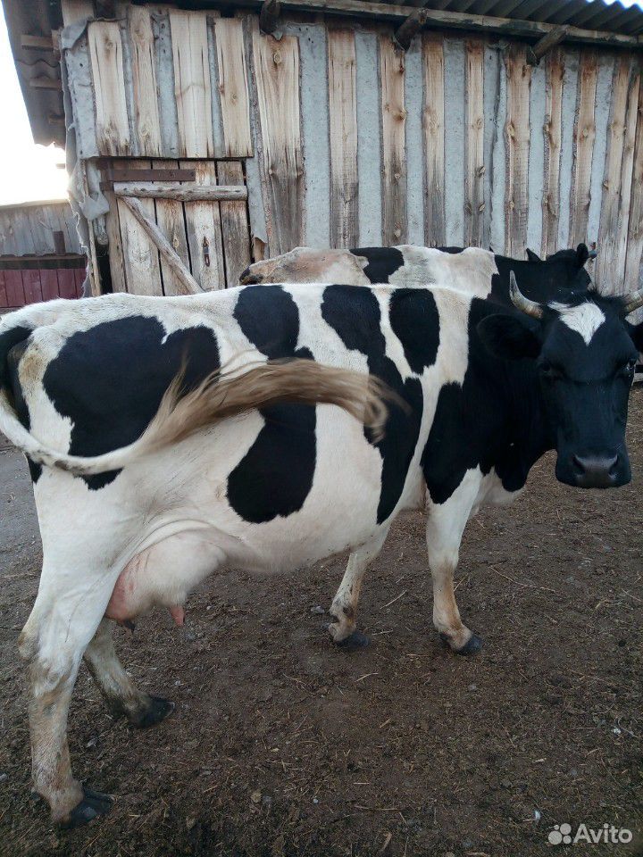Продаю дойных коров,телку 1,5 года,бычков 6 мес.,т купить на Зозу.ру - фотография № 1