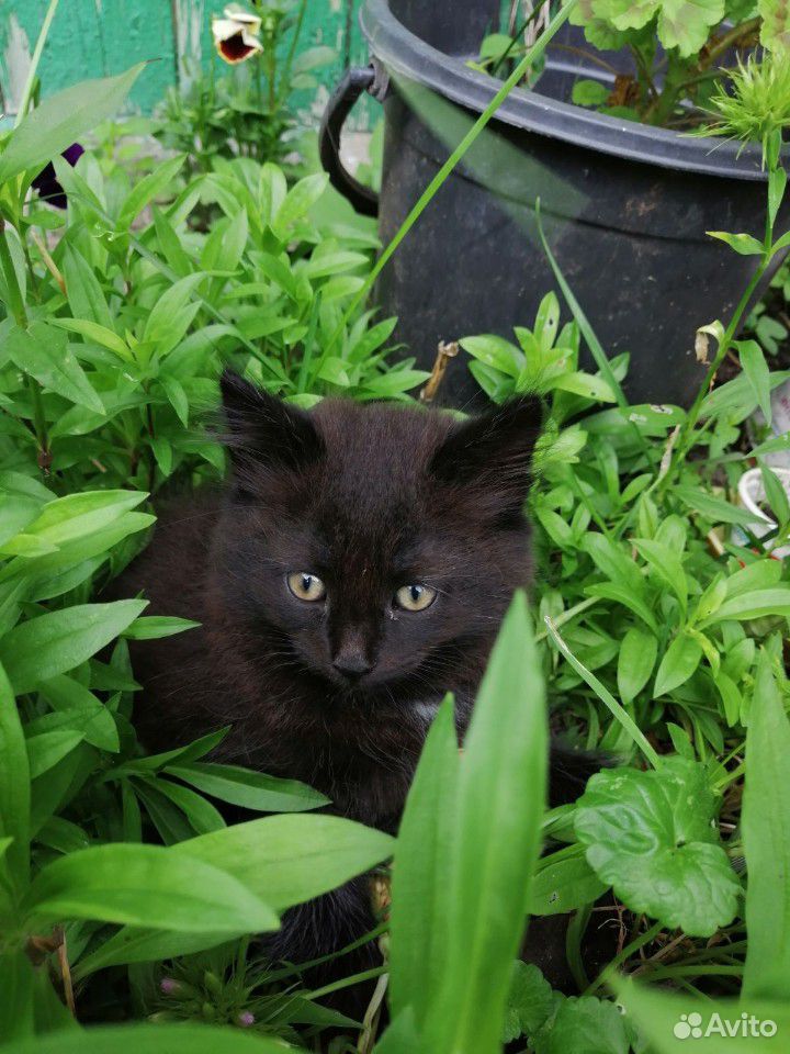 Чёрный коток 2 месяца купить на Зозу.ру - фотография № 1