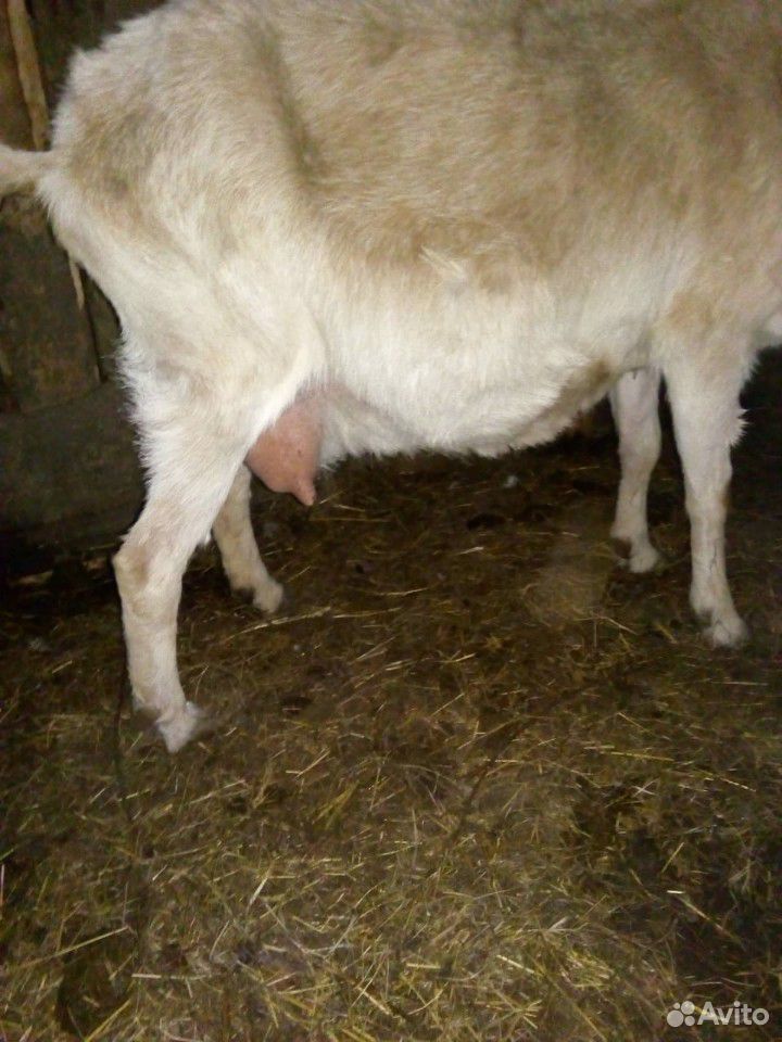 Корова,телка,коза с козушкой,поросята купить на Зозу.ру - фотография № 7