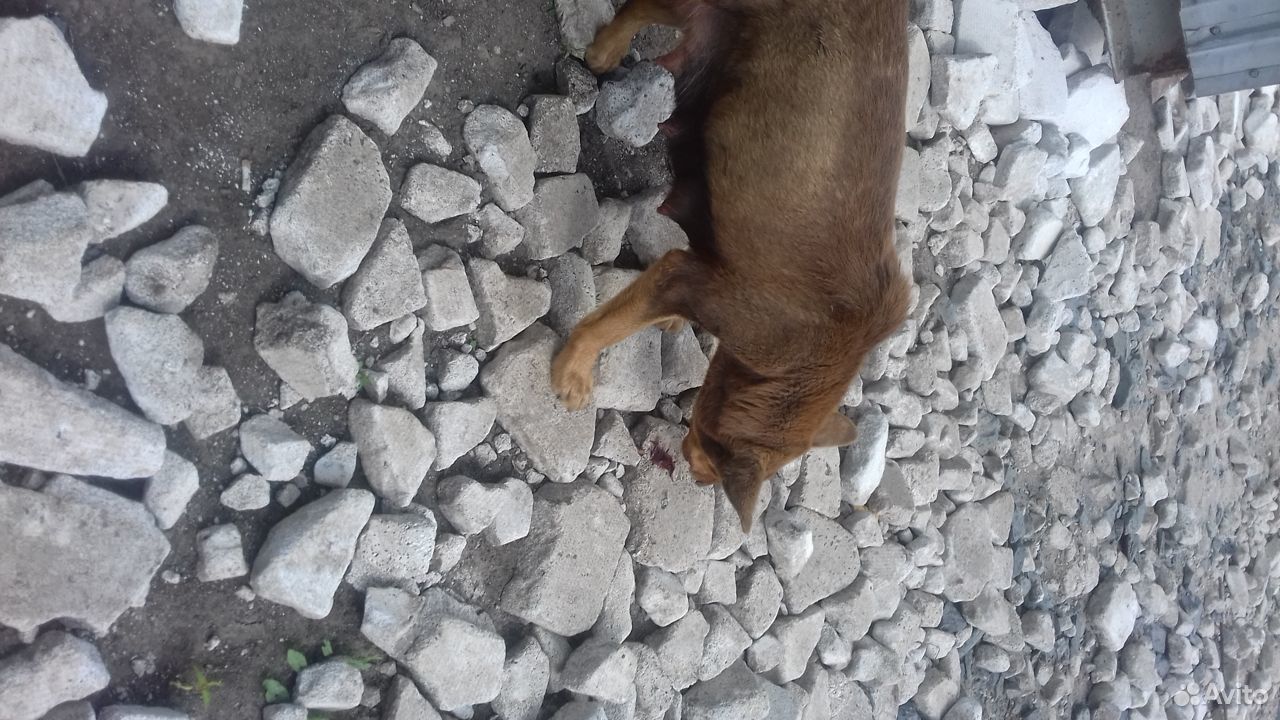6 бездомных щенков ищут добрых хозяев купить на Зозу.ру - фотография № 5