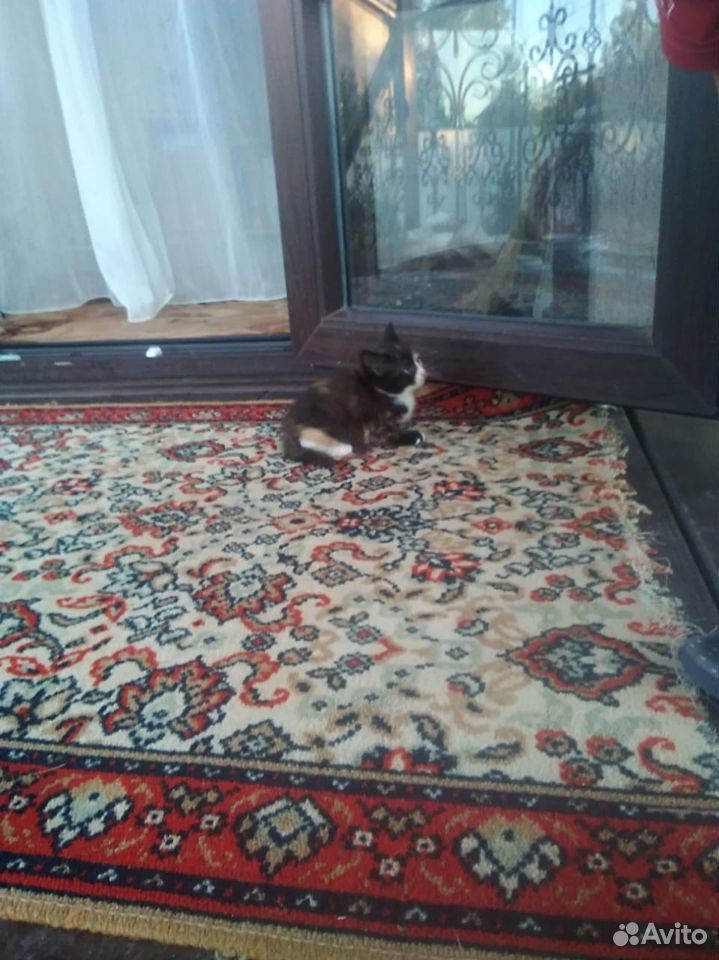 Подарю котят в Яхроме купить на Зозу.ру - фотография № 3
