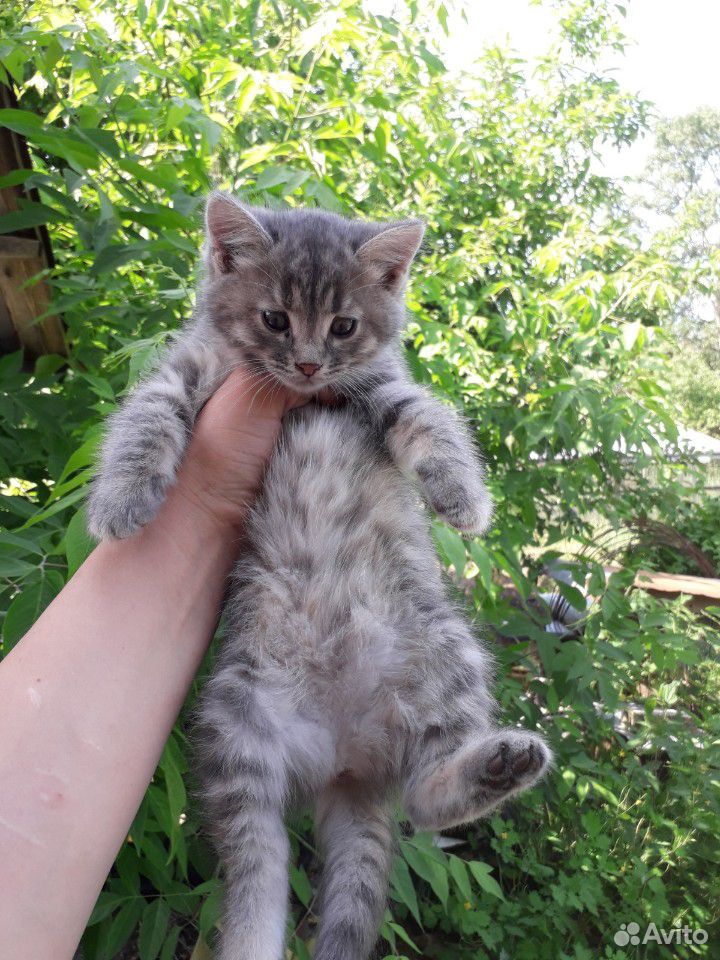 Котятки в добрые руки купить на Зозу.ру - фотография № 5