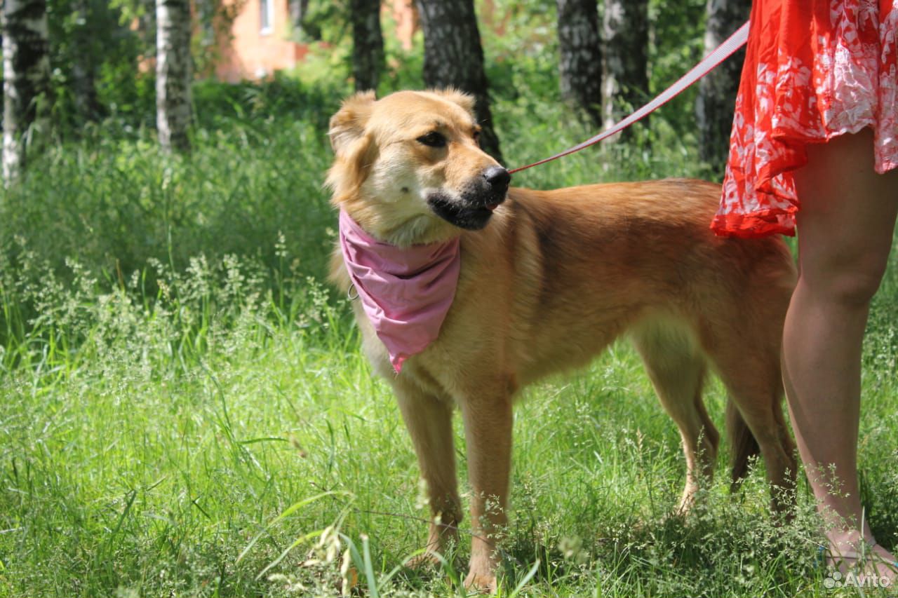 Умная собака Лиза в дар купить на Зозу.ру - фотография № 8