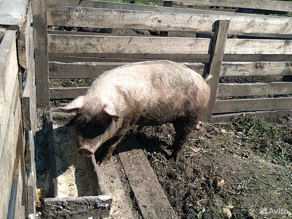 Свиноматки купить на Зозу.ру - фотография № 8