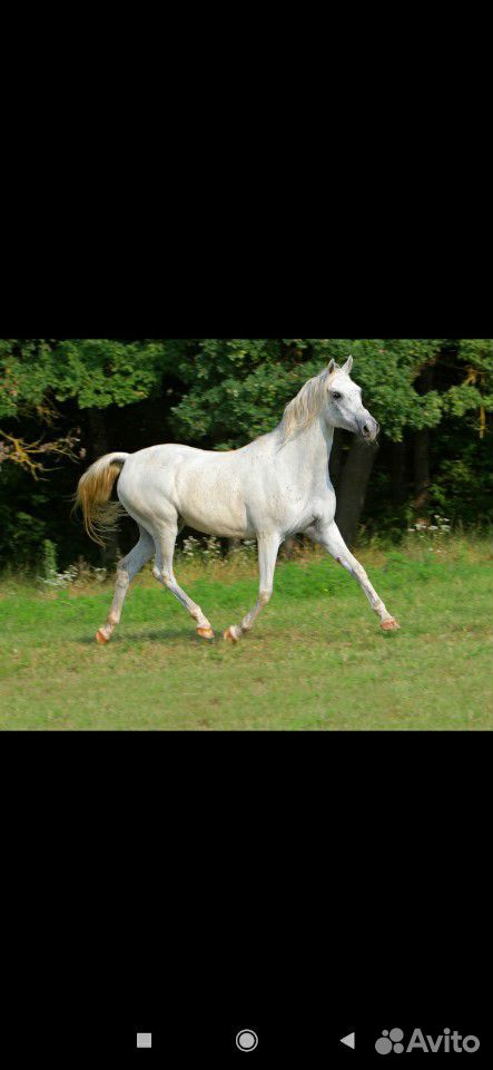 Чистокровная арабская лошадь. с красным паспортом купить на Зозу.ру - фотография № 5