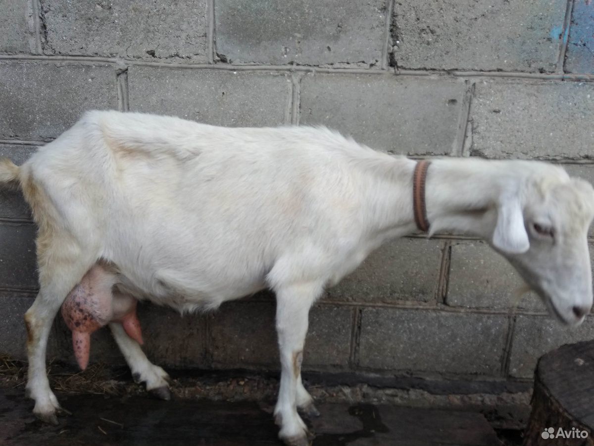Продается коза купить на Зозу.ру - фотография № 5