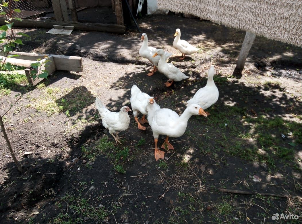Утки гуси курица купить на Зозу.ру - фотография № 1