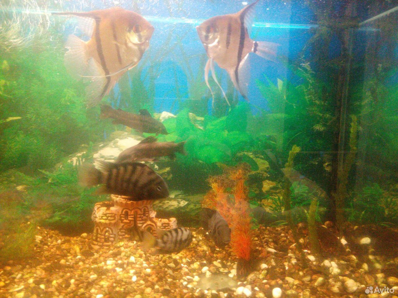 Продам готовый аквариум купить на Зозу.ру - фотография № 1