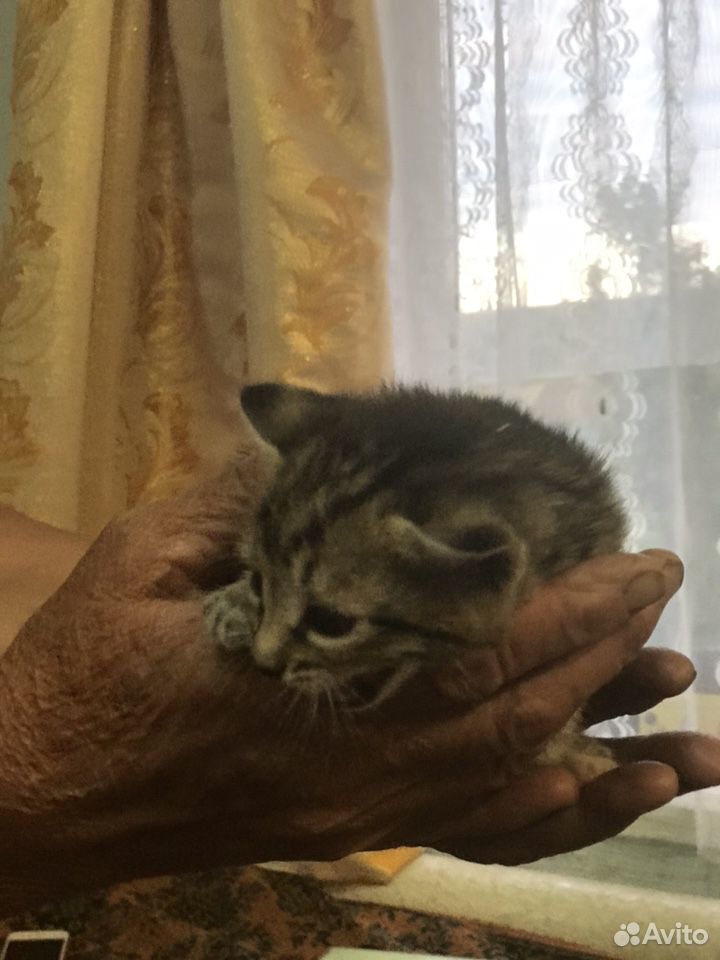 Котятки в добрые руки купить на Зозу.ру - фотография № 6