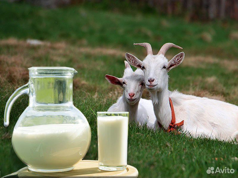 Козье молоко и козлята купить на Зозу.ру - фотография № 1