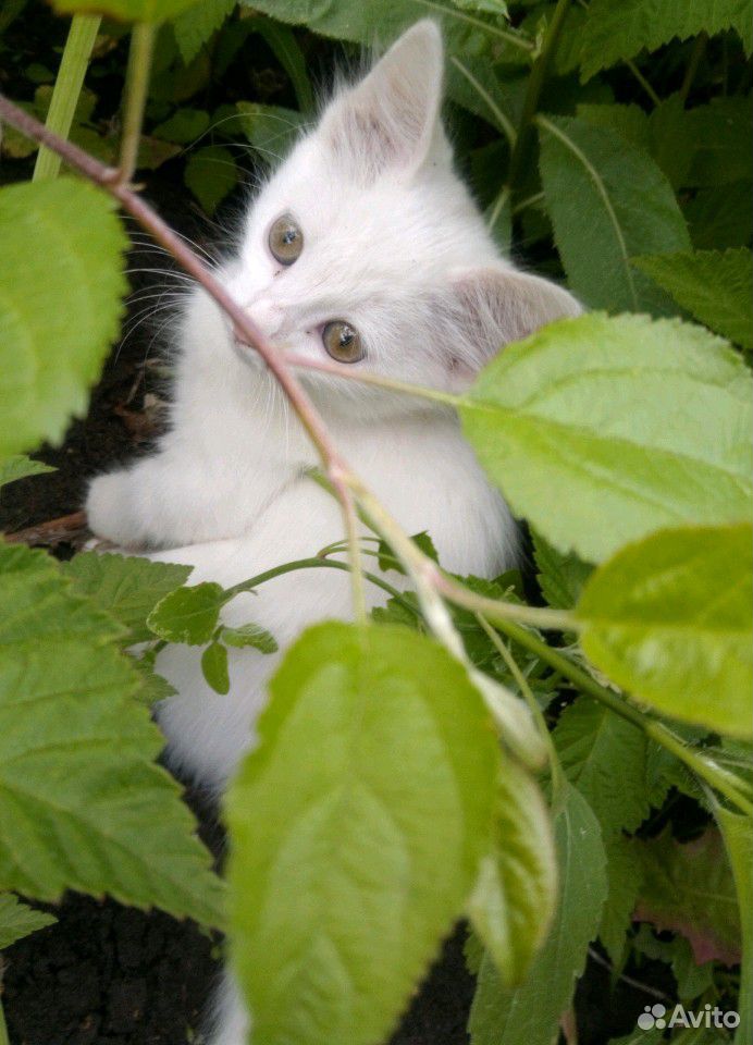 Белый котик купить на Зозу.ру - фотография № 1