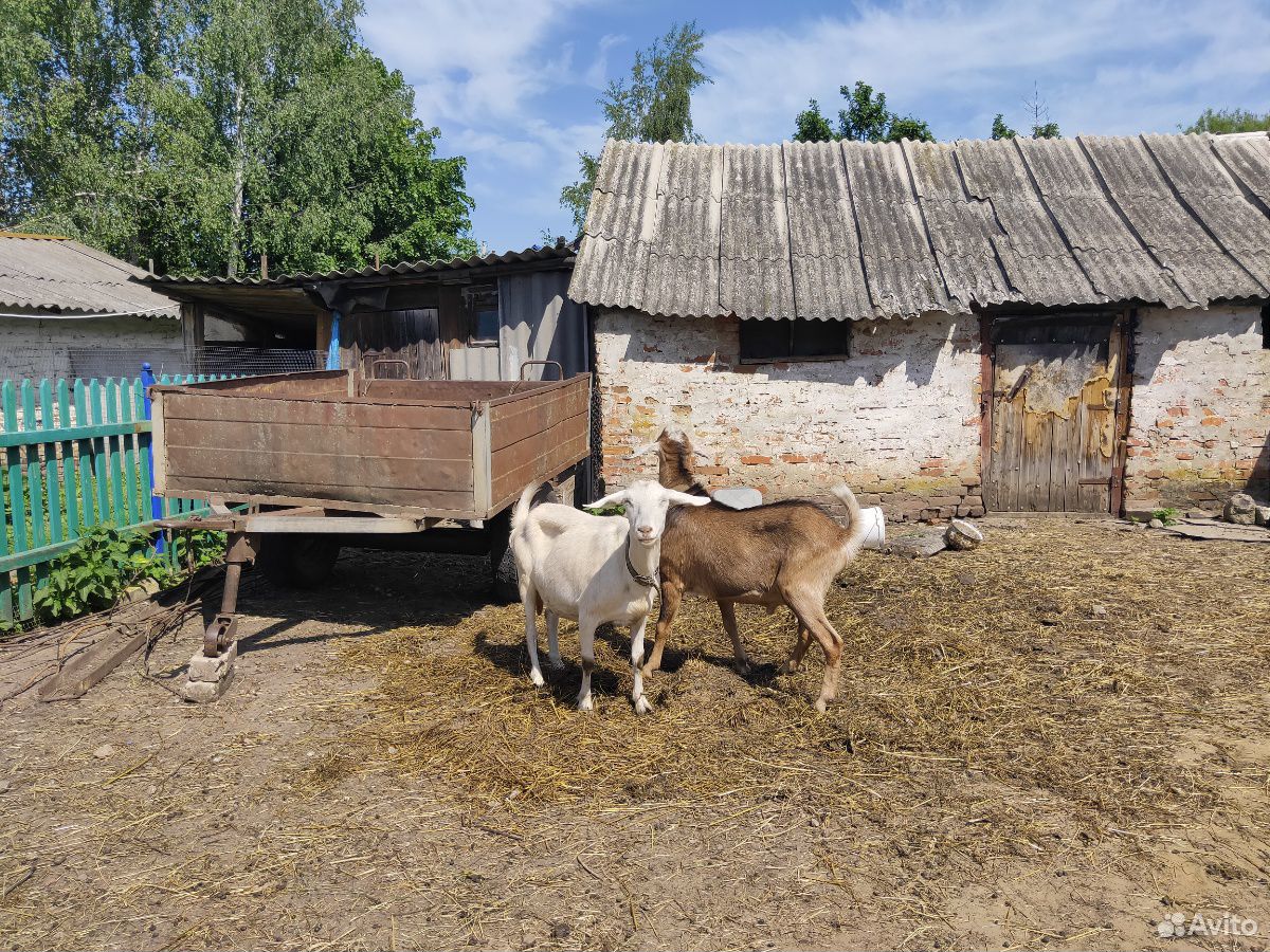Продаю дойных коз купить на Зозу.ру - фотография № 4
