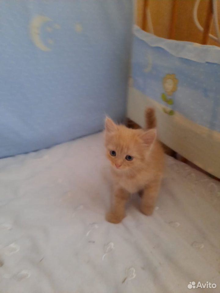 Персиковый котёнок ищет себе хозяина купить на Зозу.ру - фотография № 4