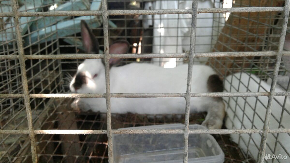 Кролики самцы на племя 6,5 месяцев купить на Зозу.ру - фотография № 2