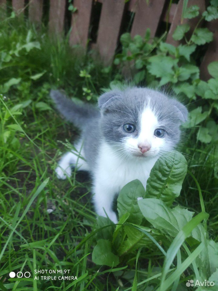Вислоухий котенок купить на Зозу.ру - фотография № 3