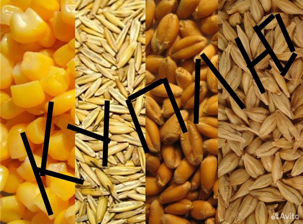 Зерно, кукуруза, ячмень купить на Зозу.ру - фотография № 1