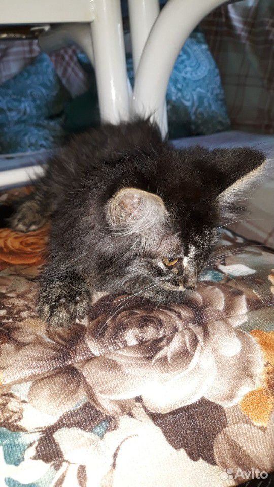 Кот котенок мальчик 2-3 месяца купить на Зозу.ру - фотография № 5