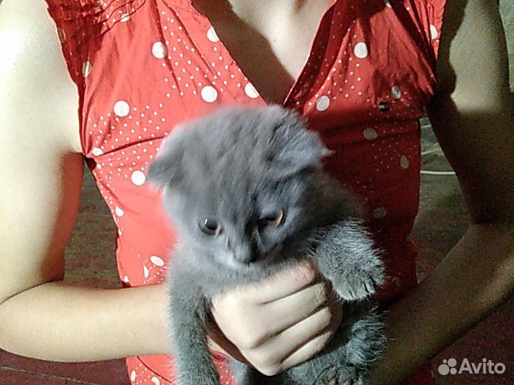 Вислоухие котята купить на Зозу.ру - фотография № 6