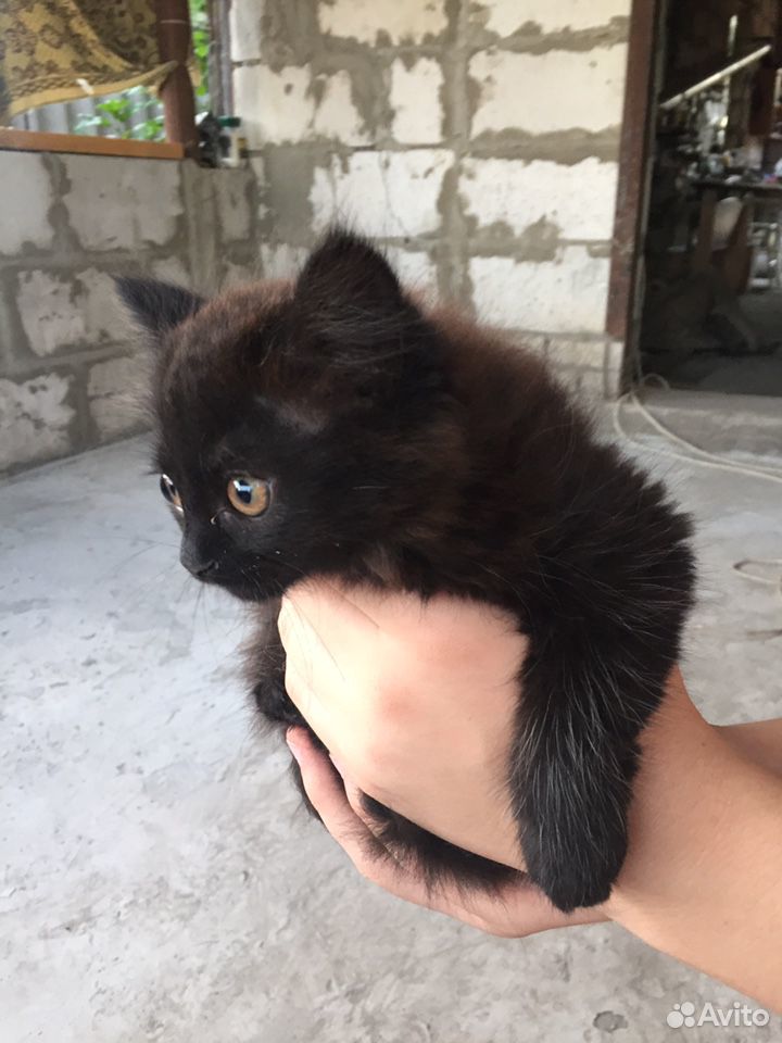 Чёрная кошка купить на Зозу.ру - фотография № 5