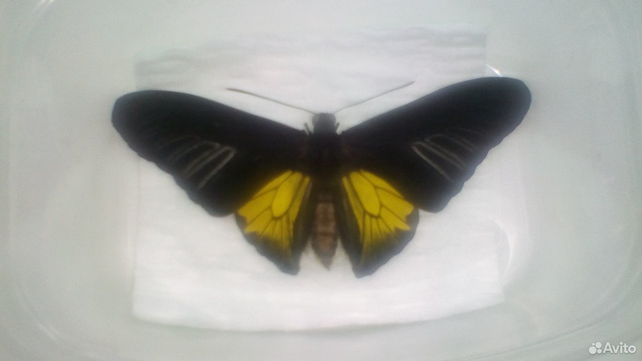 Денежная бабочка Африканская купить на Зозу.ру - фотография № 1