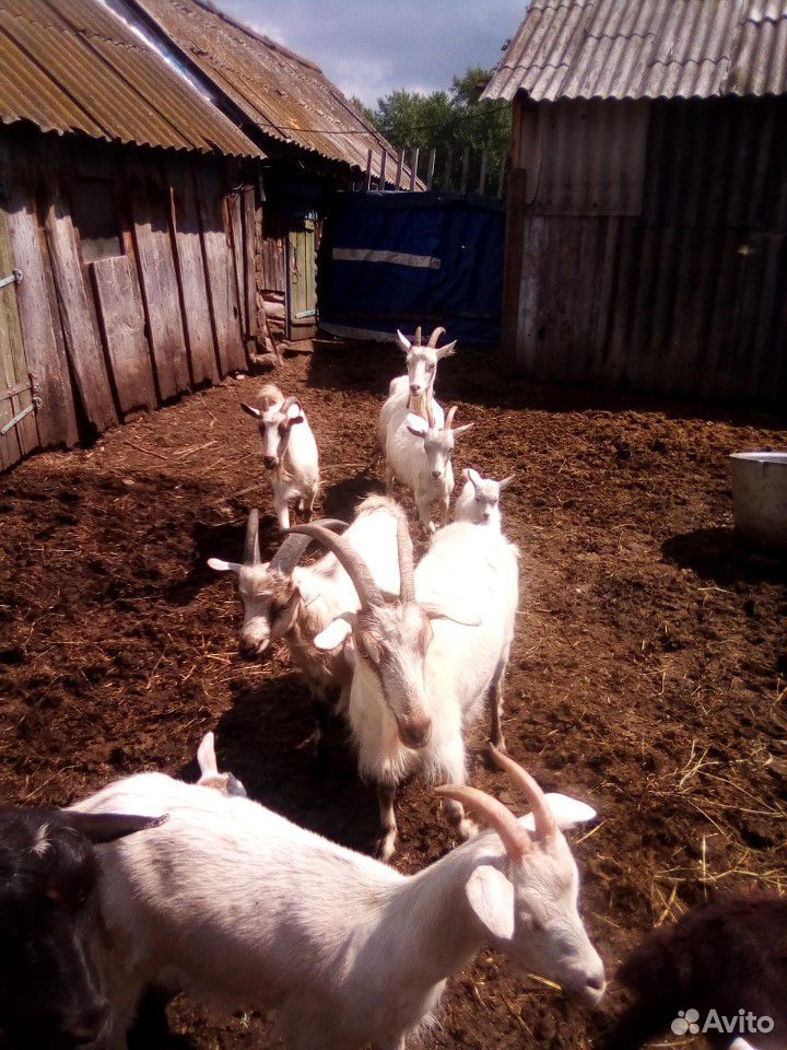 Козочки молодые,козлята,коза, козел купить на Зозу.ру - фотография № 6