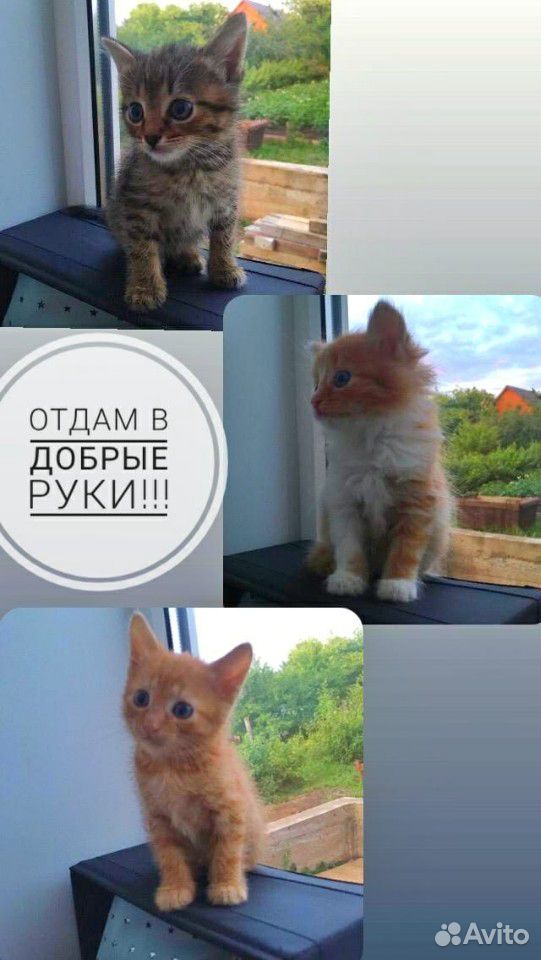 Котята купить на Зозу.ру - фотография № 1