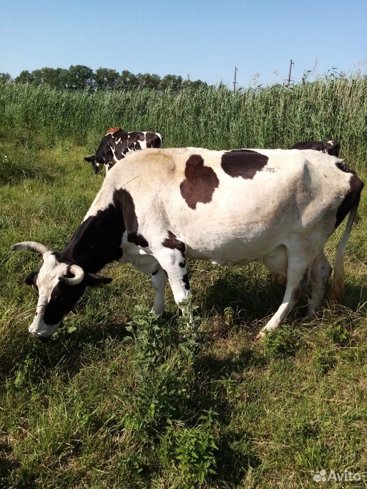 Корова на мясо купить на Зозу.ру - фотография № 4