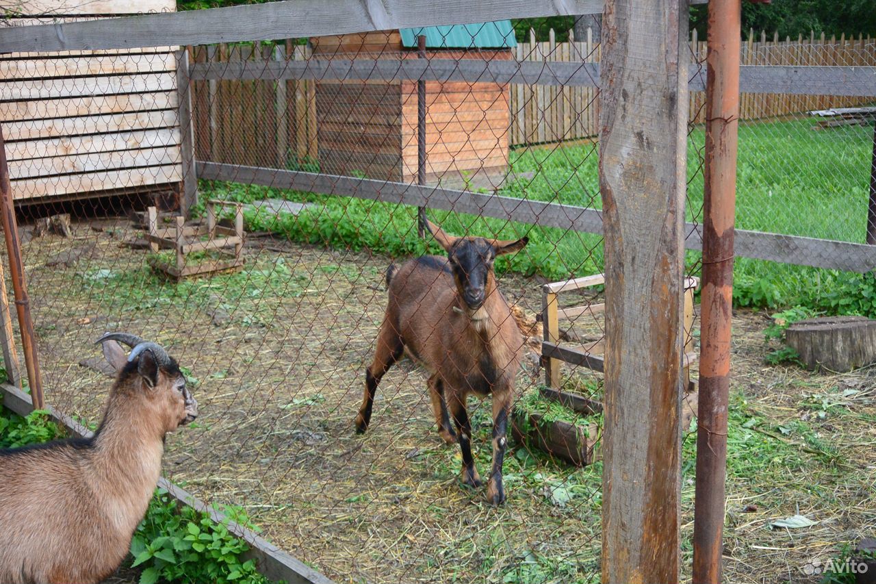 Козы и козел чехи купить на Зозу.ру - фотография № 8