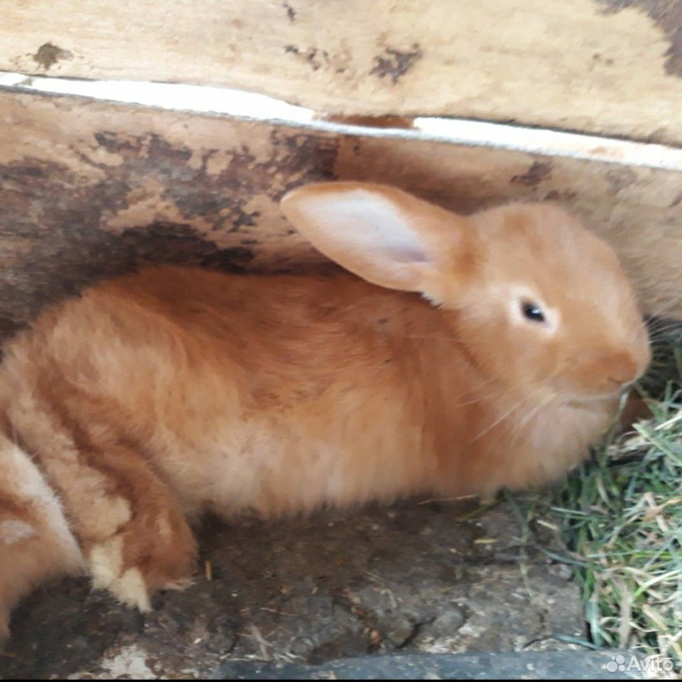 Кролик порода Новозеландские купить на Зозу.ру - фотография № 2