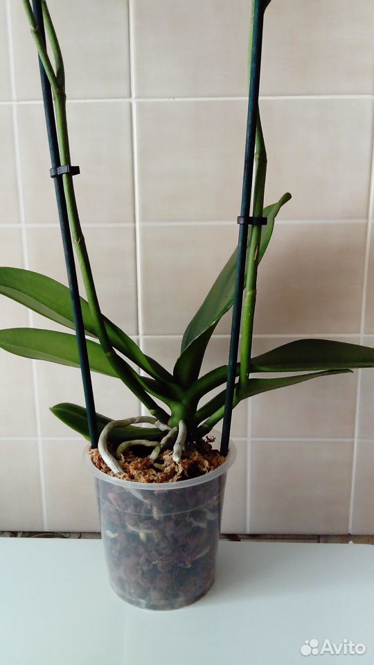 Орхидея фаленопсис. Лилии купить на Зозу.ру - фотография № 2