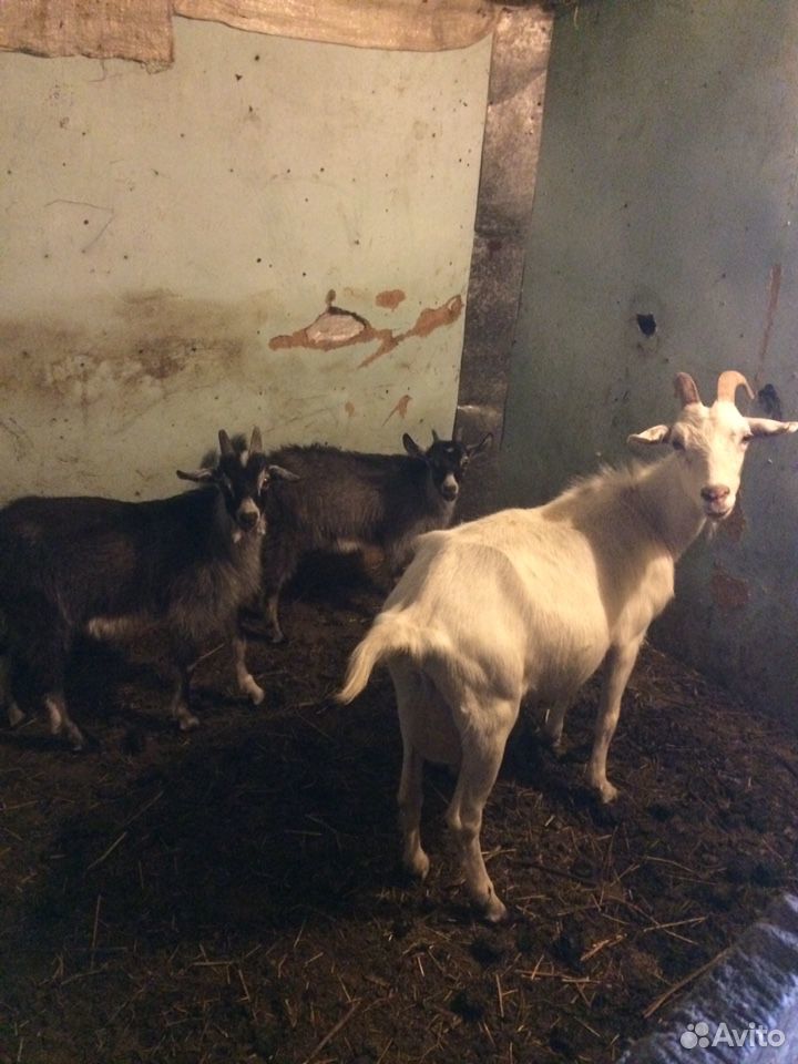Коза нубийская с козлятами купить на Зозу.ру - фотография № 1