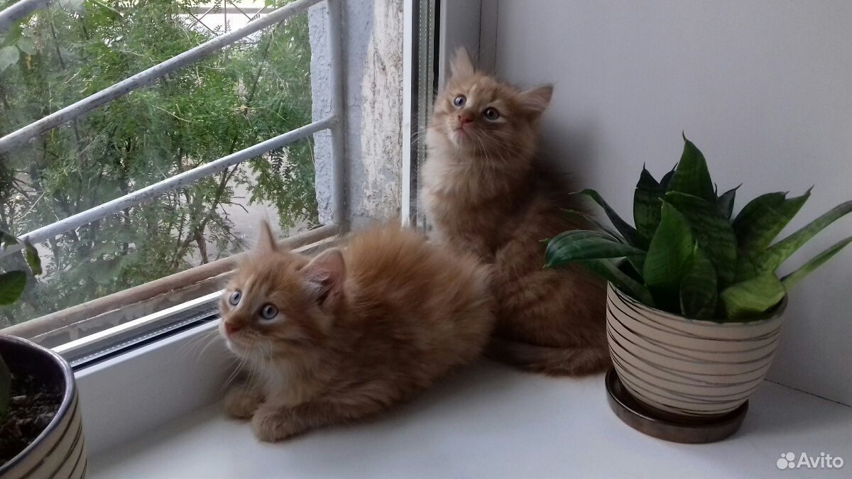 Котята близнецы :) купить на Зозу.ру - фотография № 3