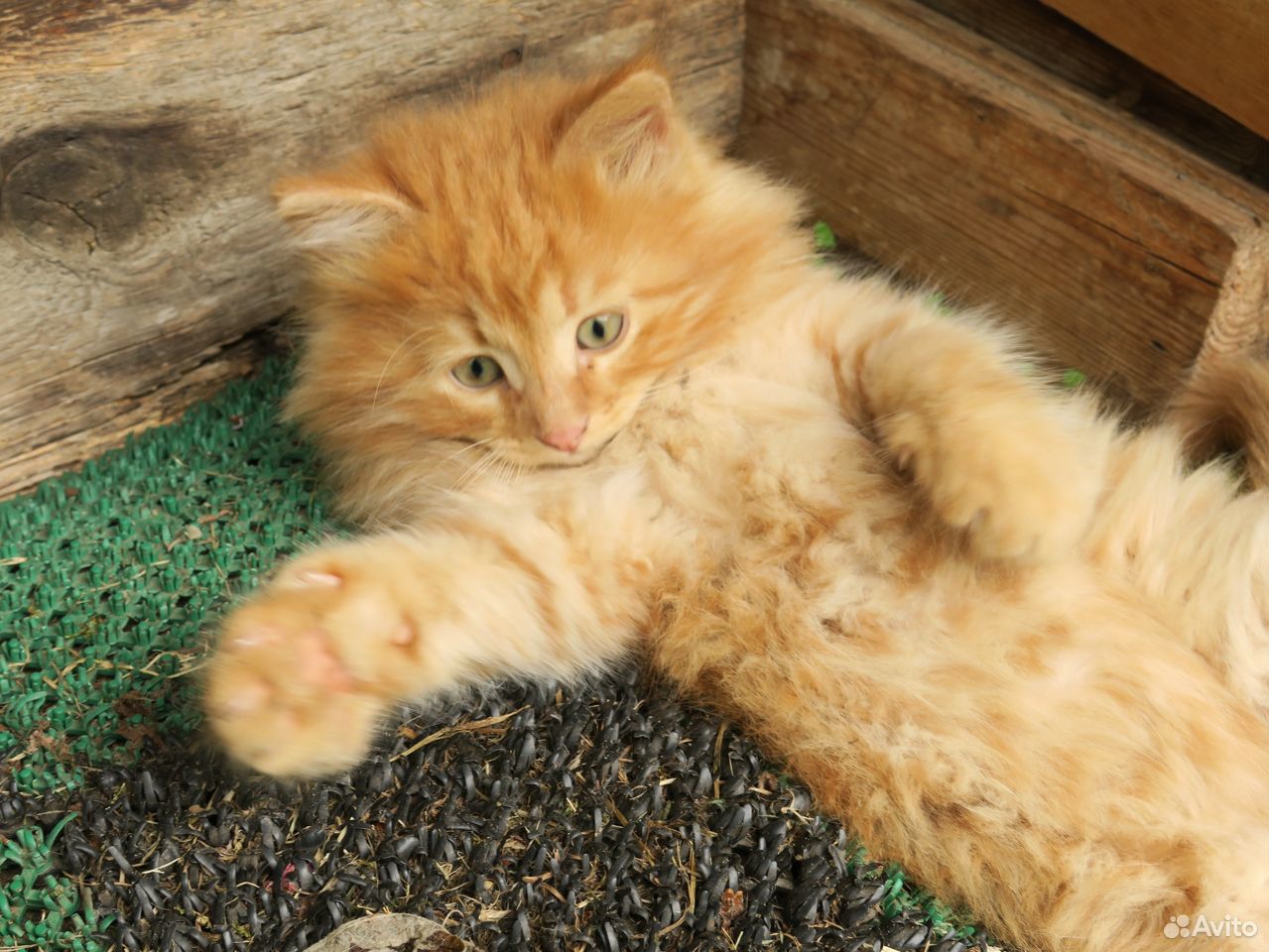 Рыжего котика в добрые руки купить на Зозу.ру - фотография № 3