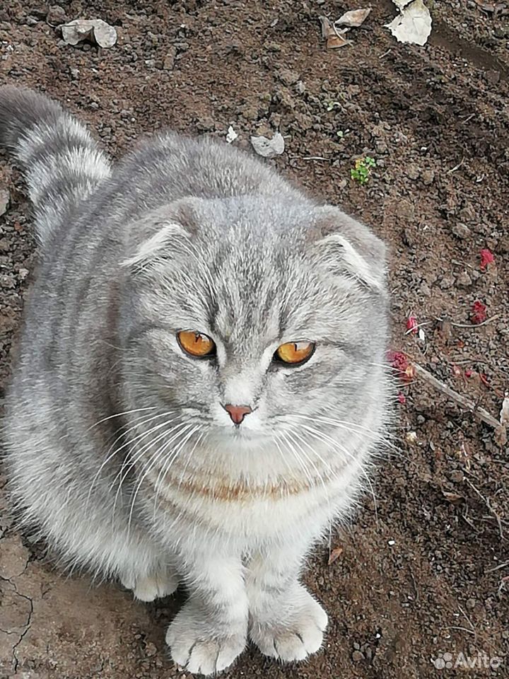 Котята от вислоухой кошки купить на Зозу.ру - фотография № 4