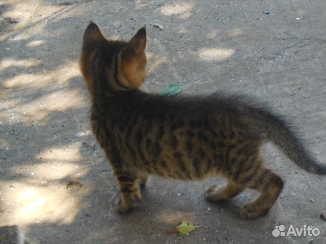 Котёнок мальчик купить на Зозу.ру - фотография № 3