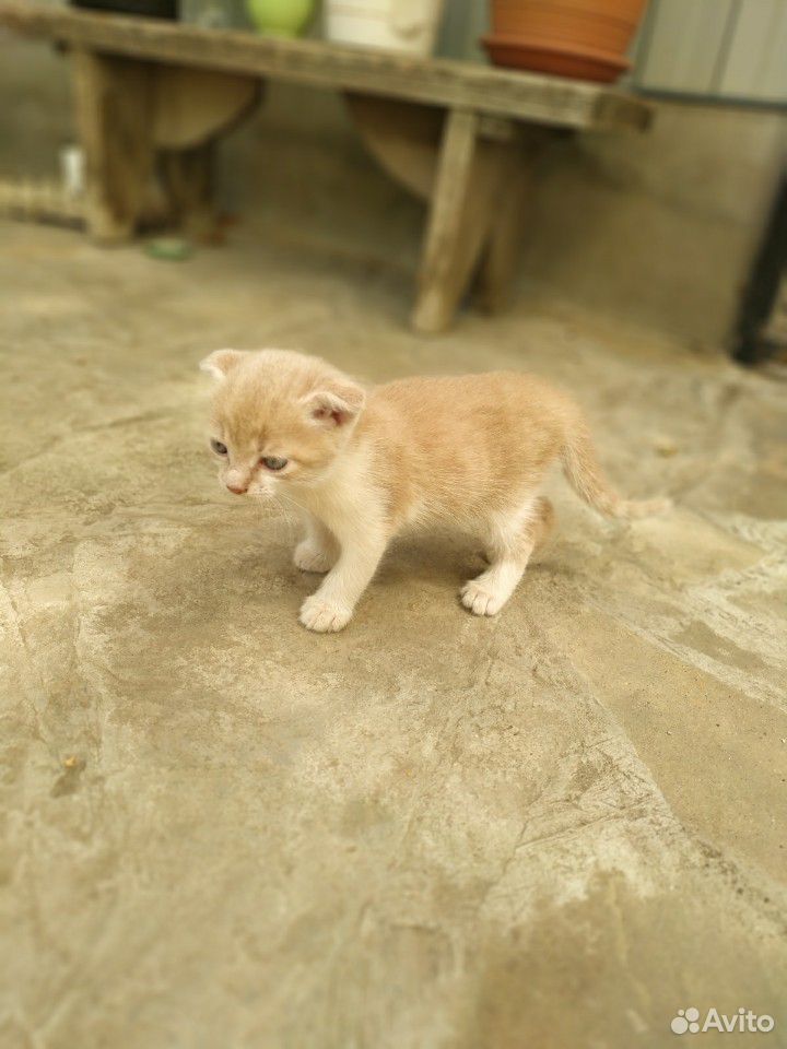 Котёнок вислоухий (мальчик) купить на Зозу.ру - фотография № 4